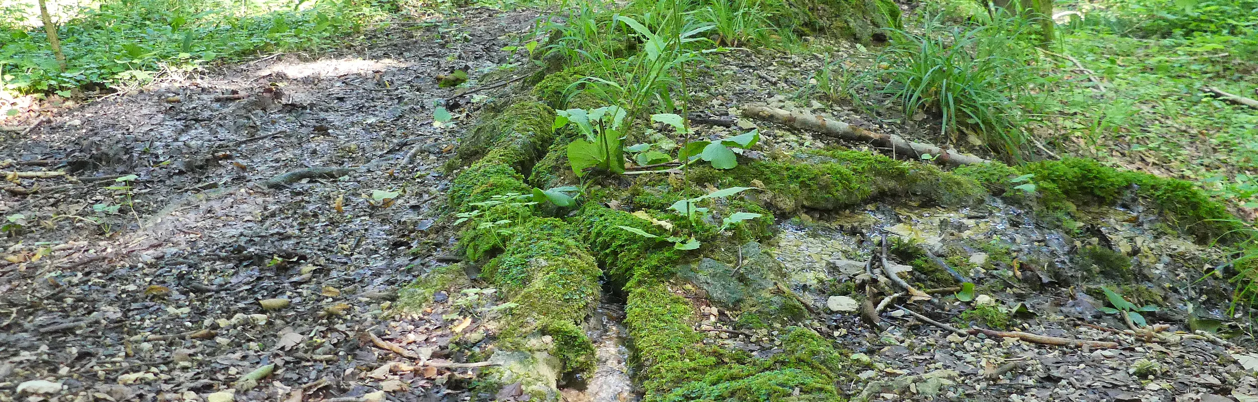 Wasserlauf im bemoosten und belaubten Wald