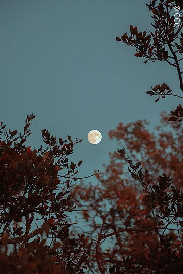 Der Vollmond scheint über einem Baum