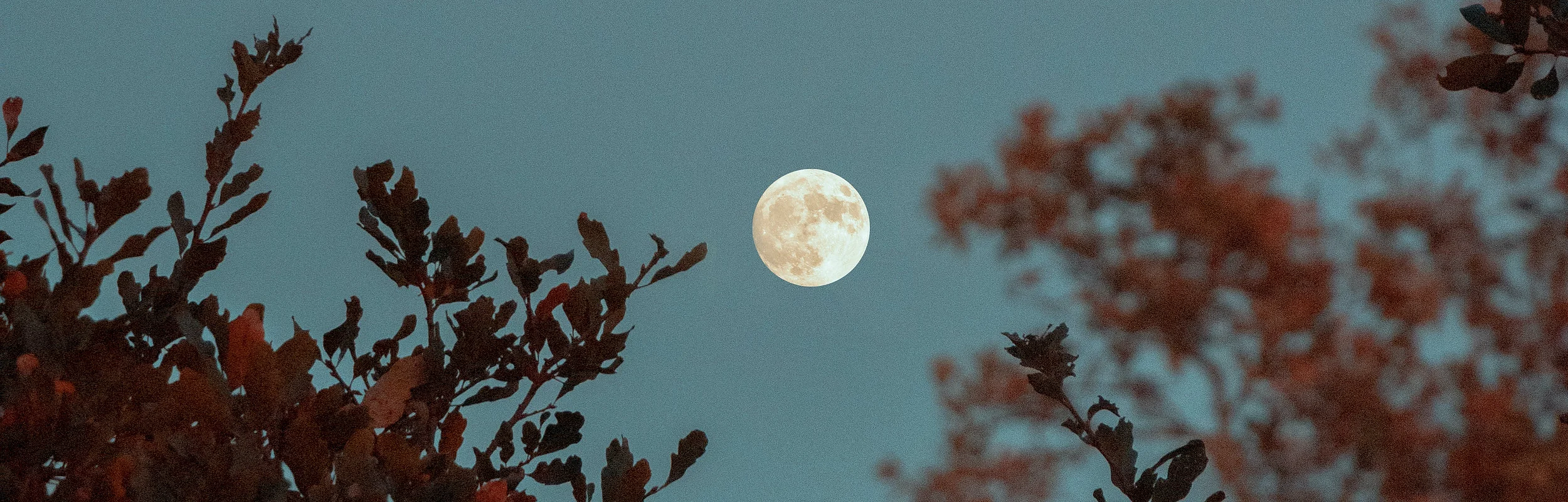 Der Vollmond scheint über einem Baum