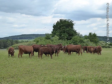 Rotvieh Braune Rinderherde auf grüner Weide, weiß-blauer Himmel