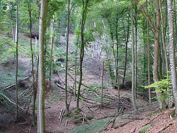 Naturwaldreservat Beixenhart Buchenwald mit umher liegendem Totholz