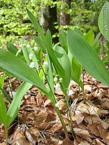 Maiglöckchen Maiglöckchen im Wald
