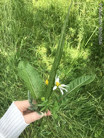 Wildkräuterstrauß Eine Hand hält einen Strauß aus wilden Kräutern