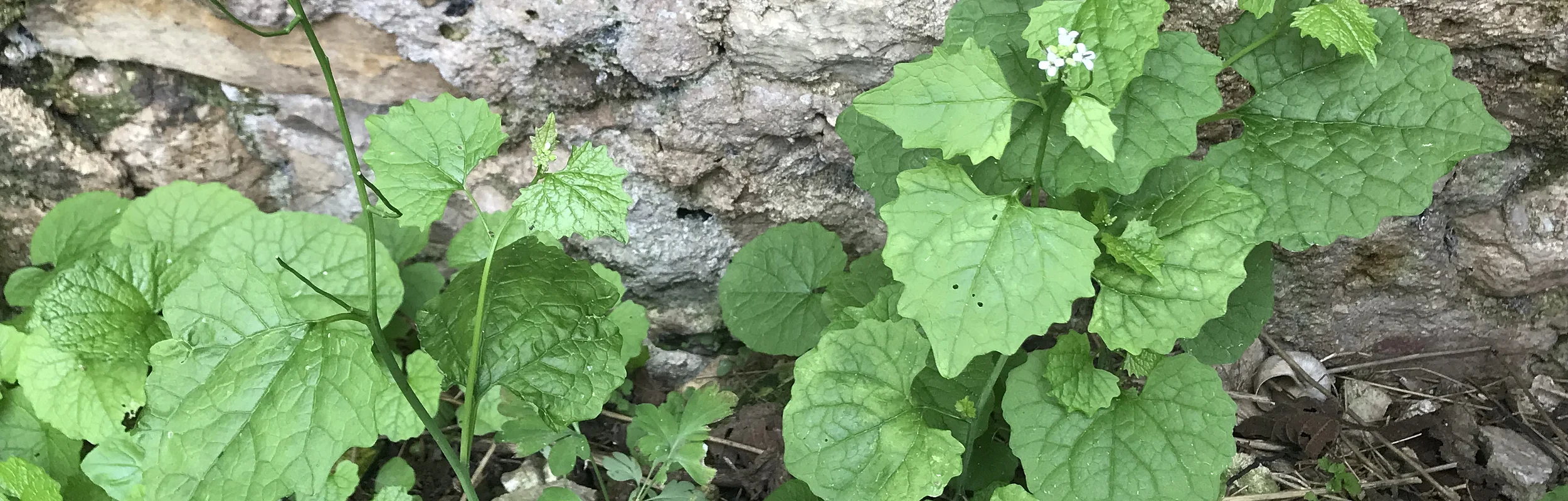 Knoblauchsrauke an Hauswand