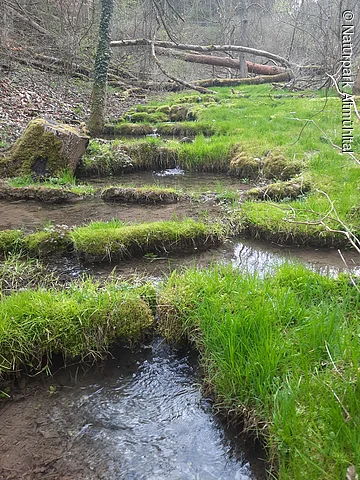 Sinterterrassen Beilngries Wasser plätschert über die mit Moos bewachsenen Sinterterrassen bergab