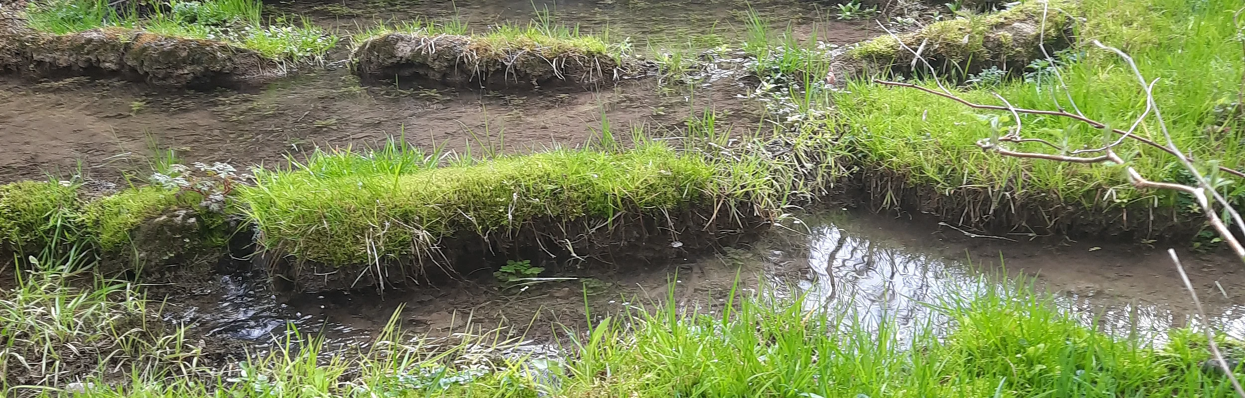 Wasser plätschert über die mit Moos bewachsenen Sinterterrassen bergab