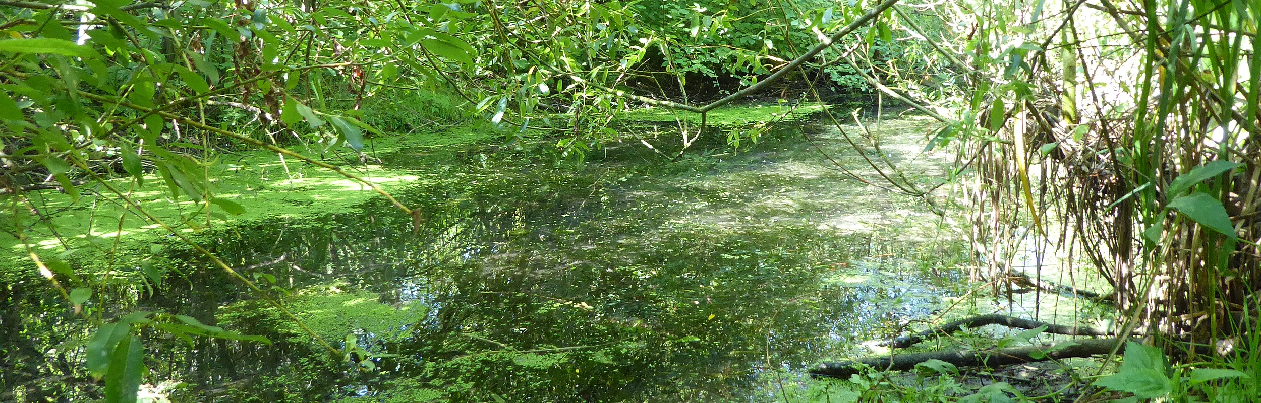 Auen-Erlebnis-Pfad Treuchtlingen, OT Graben
