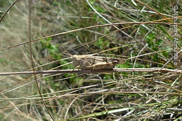 Blauflügelige Ödlandschrecke