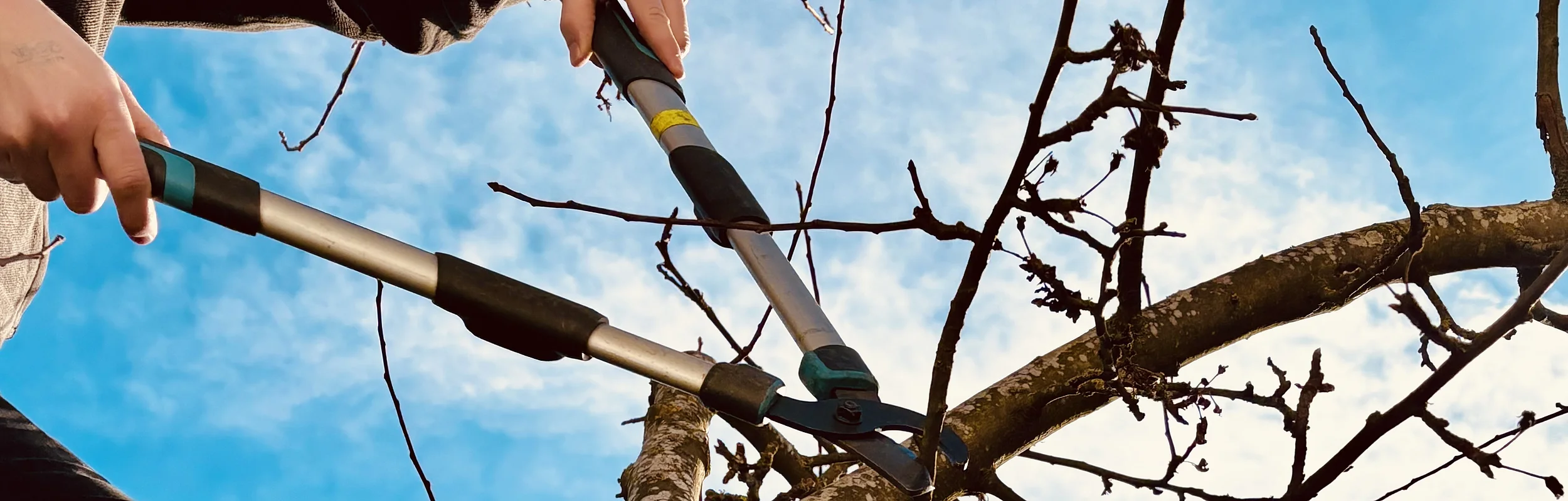 Eine abgeschnittene Person hält eine Gartenschere und beschneidet einen Obstbaum.