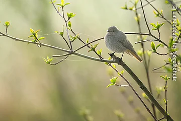 Hausrotschwanz ein Hausrotschwanz sitzt auf einem Ast