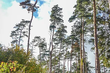 Ein Person läuft auf einem Pfad durch den Wald am Reisberg, im Hintergrund ragen lange Kiefern in die Höhe