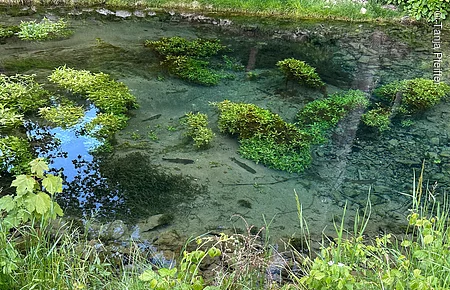 Petrusquelle blaues Wasser mit grünen Uferpflanzen