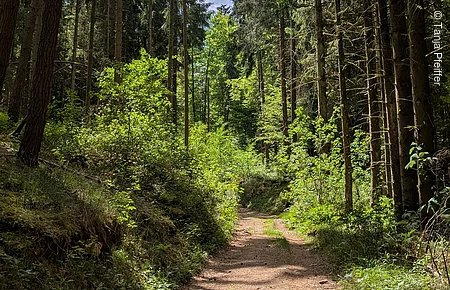 Roßkopfsteig Waldweg