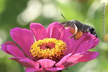Taubenschwänzchen Blume mit rosa Blütenblättern und gelben Blütenpollen und braunen Insekt auf Blütenblatt