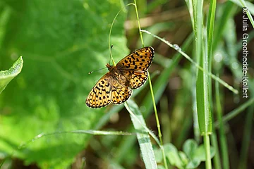Schmetterling