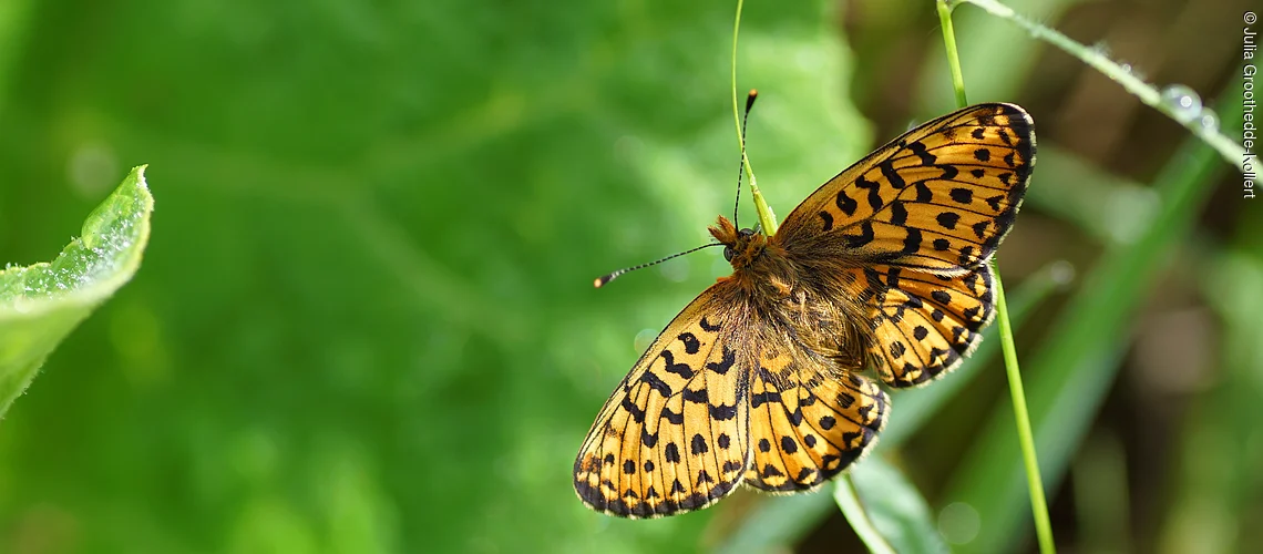 Schmetterling