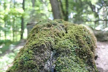 In einer moosbewachsenen Rinne fließt ein kleines Wasserrinnsal.