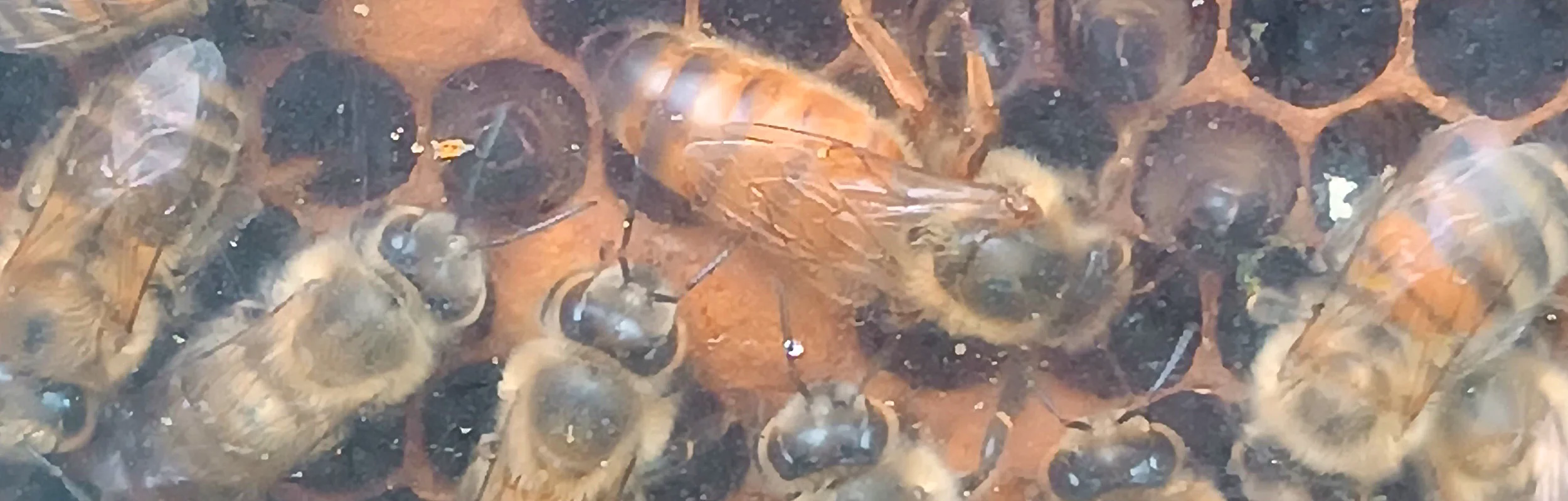 Ein Bienenstock, in der Mitte die Königin, außen rum ihre Arbeiter