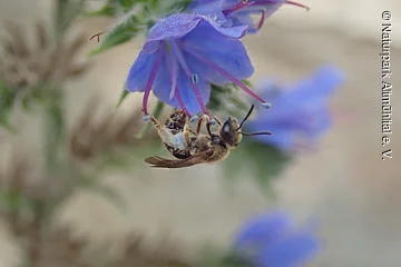 Wildbiene mit lila Pollen an den Beinen an lila Natternkopfblüte.