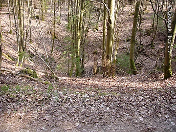In einem Wald befindet sich eine große Mulde mit Bäumen.