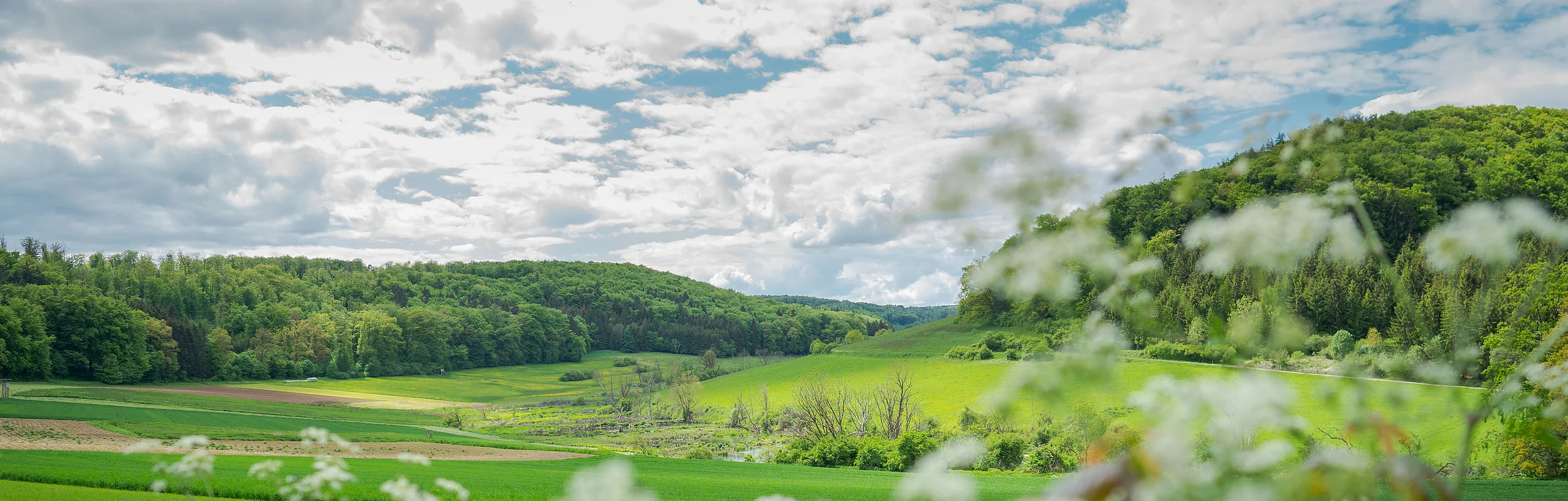 Grüne Hügellandschaft mit Wiesen und Wäldern unter bewölktem Himmel. Im Vordergrund unscharfe Blumen.