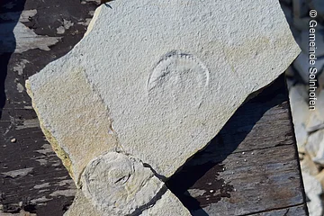 Zwei gebrochene Steine mit fossilen Abdrücken auf einer Holzoberfläche.