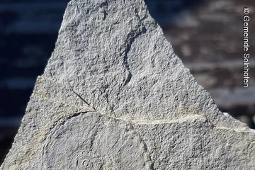 Ein grauer Stein mit einer spiralförmigen Fossilprägung darauf.