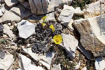 Gelbe Blüten wachsen zwischen hellen, unregelmäßig geformten Steinen auf trockenem Boden.