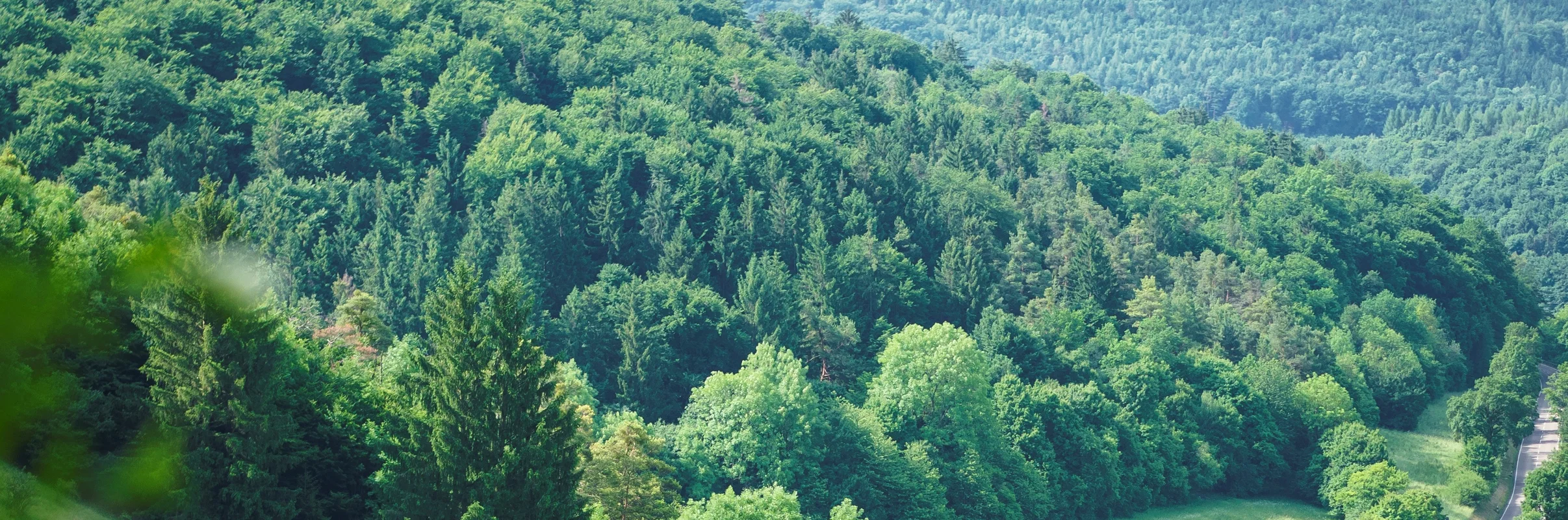 Hügelige Landschaft mit Wiesen und Bäumen, im Hintergrund dichter Wald und ein Haus mit rotem Dach.