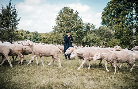 Hirte mit grünem Hut und schwarzem Mantel bewacht Schafherde auf Wiese vor Bäumen bei Tageslicht.