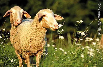 Zwei Schafe stehen auf einer Wiese, eines frisst Gras, im Hintergrund Bäume.