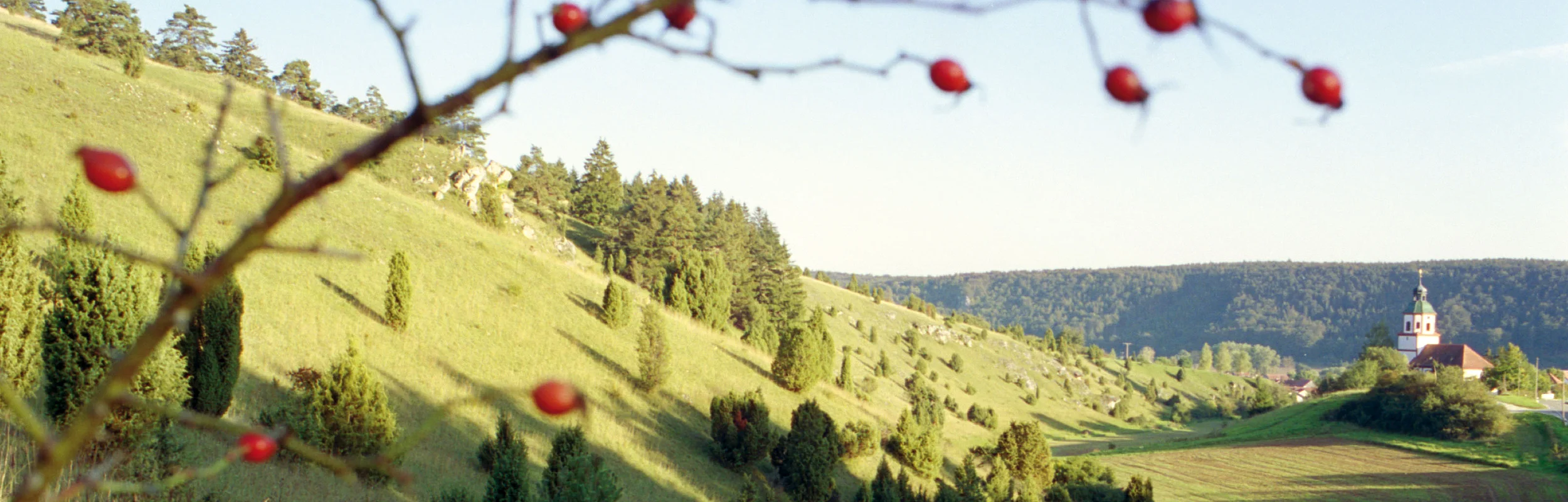 Grüne Hügellandschaft mit Bäumen und rotem Beerenzweig im Vordergrund, Kirche am rechten Bildrand.