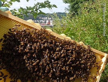 Bienenwabe Bienen auf einem Wabenrahmen vor grünem Buschwerk und einer Stadt im Hintergrund bei Tageslicht.