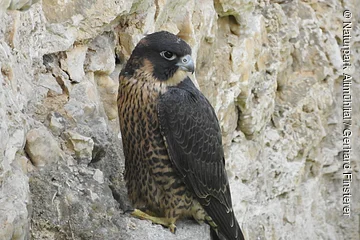 Wanderfalke Falke mit dunklem Kopf und geflecktem Brustgefieder sitzt auf einem Felsen vor einer steinigen Wand.