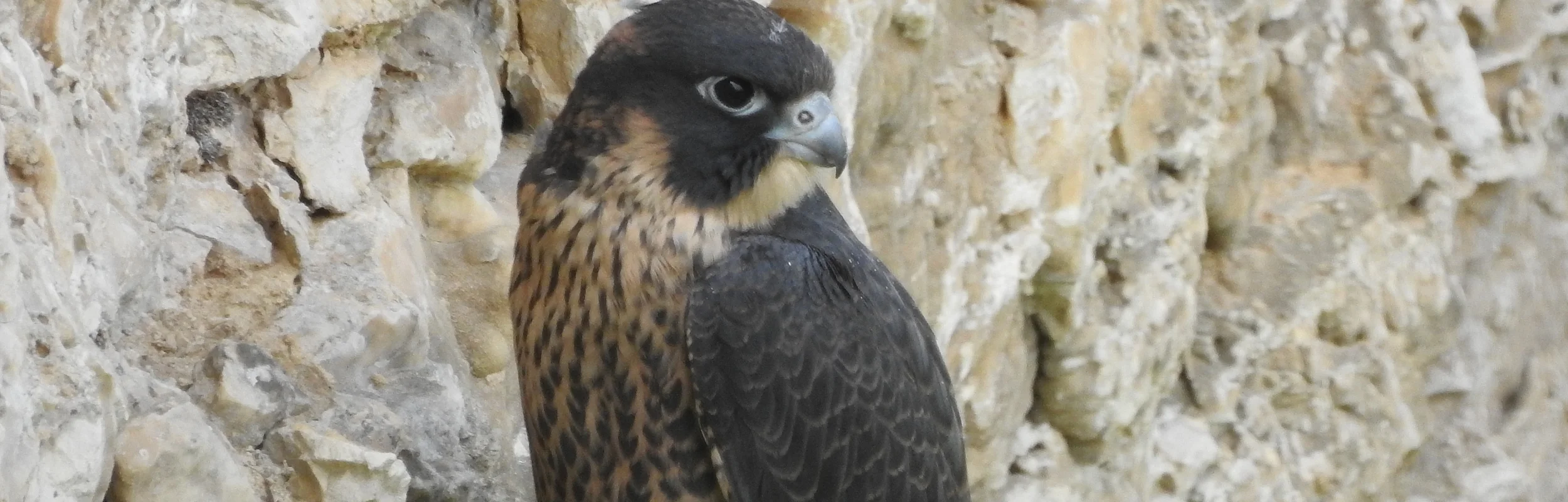 Falke mit dunklem Kopf und geflecktem Brustgefieder sitzt auf einem Felsen vor einer steinigen Wand.