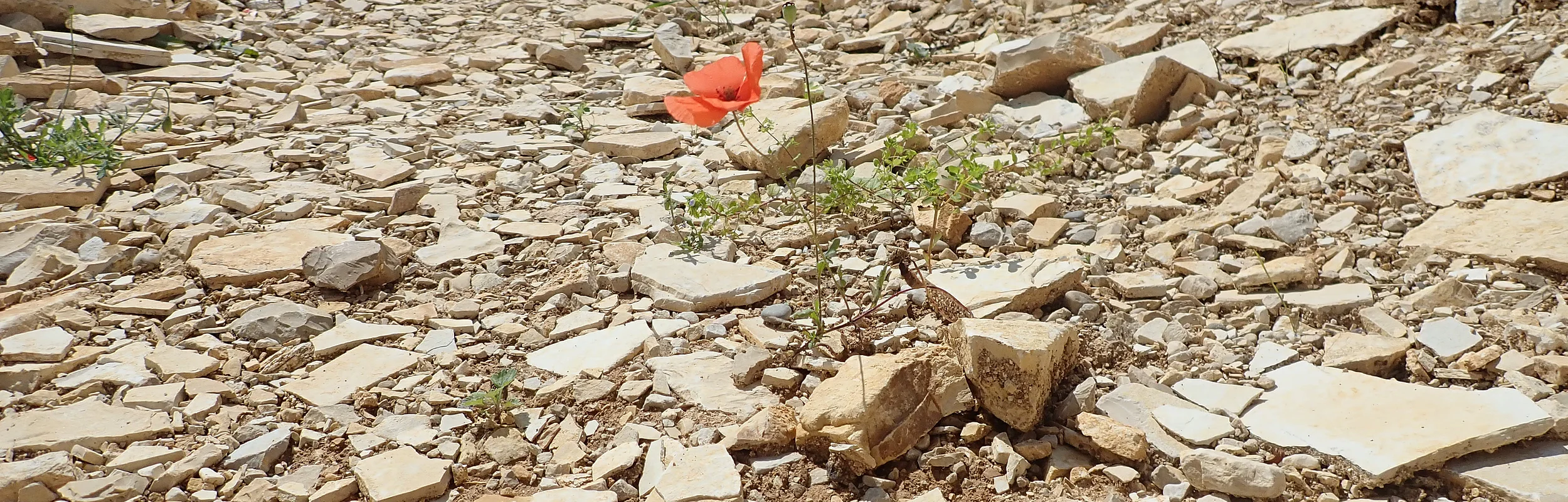 Eine einzelne rote Blume inmitten von Abraum des in der Nähe liegenden Steinbruchs.