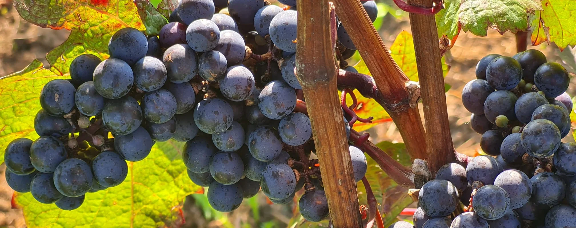 Dunkelblaue Trauben hängen an einem Weinstock mit grünen Blättern im Sonnenlicht.