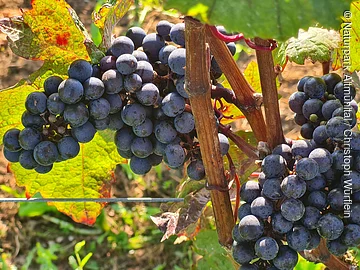 Dunkelblaue Trauben hängen an einem Weinstock mit grünen Blättern im Sonnenlicht.