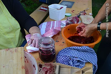 Arbeitende Hände die Rotkohl fermentieren