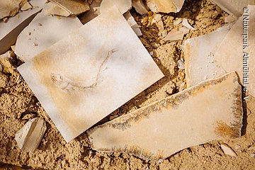 Steinplatten Steinplatten mit Dendriten und Fossilien