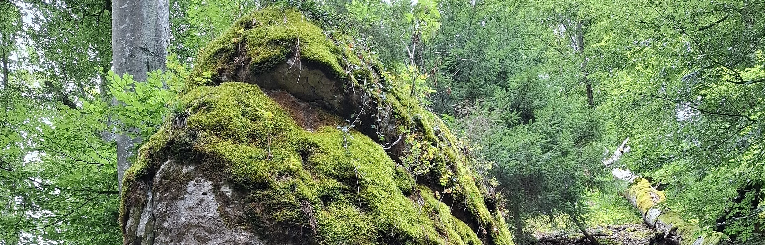 Großer moosbedeckter Felsen im Wald mit Laub und Baumstämmen auf dem Boden.