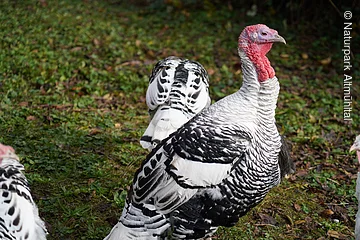 Schwarz-weiße Truthähne mit rotem Kopf stehen auf grünem Gras mit Laub.