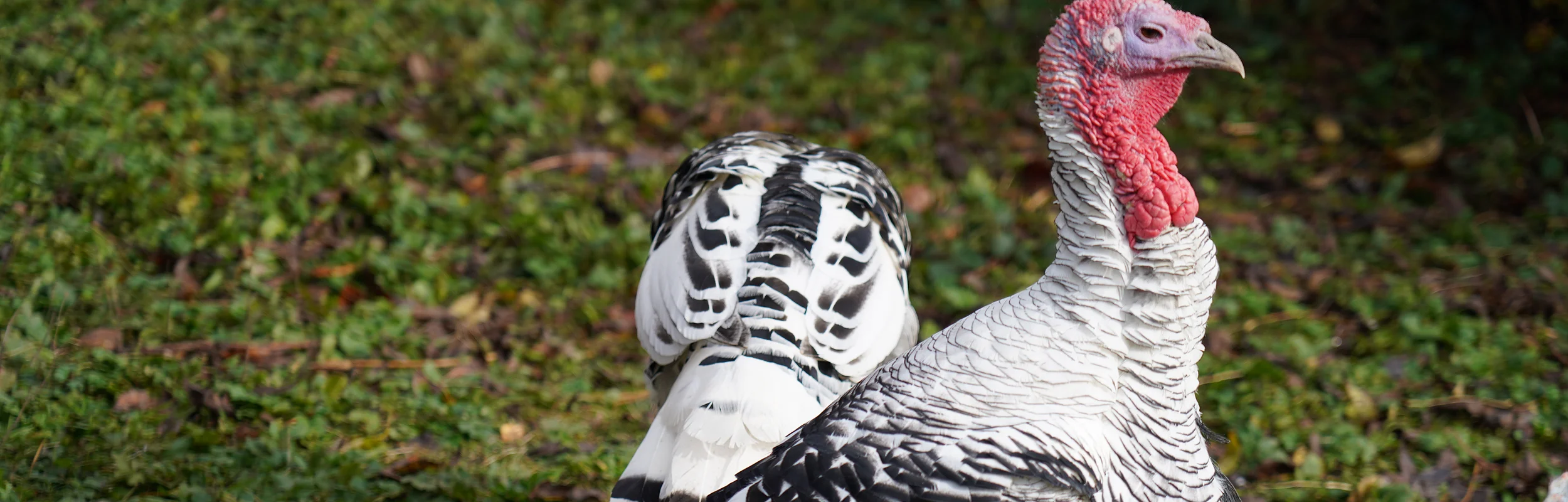 Schwarz-weiße Truthähne mit rotem Kopf stehen auf grünem Gras mit Laub.