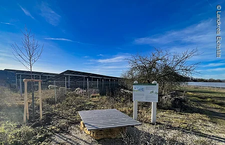 Freifläche mit jungen Bäumen, Schafgehege, Infotafel und Sitzbank unter blauem Himmel.