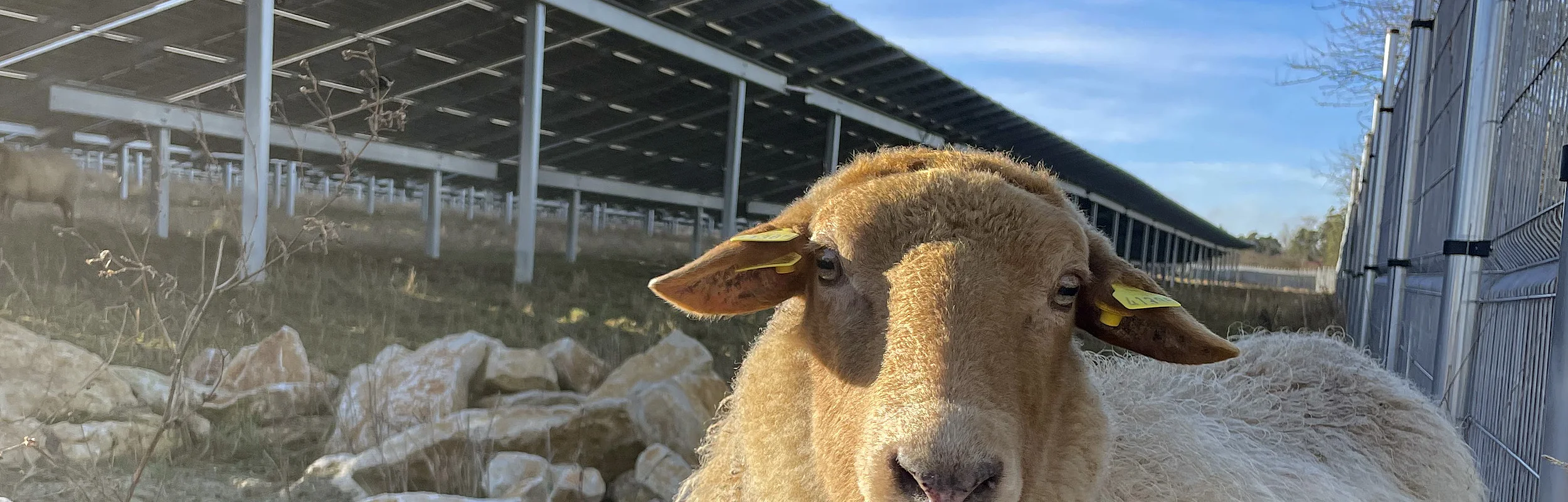 Schaf mit Glocke am Hals steht auf Gras neben Felsen und Solarpanelen unter blauem Himmel.