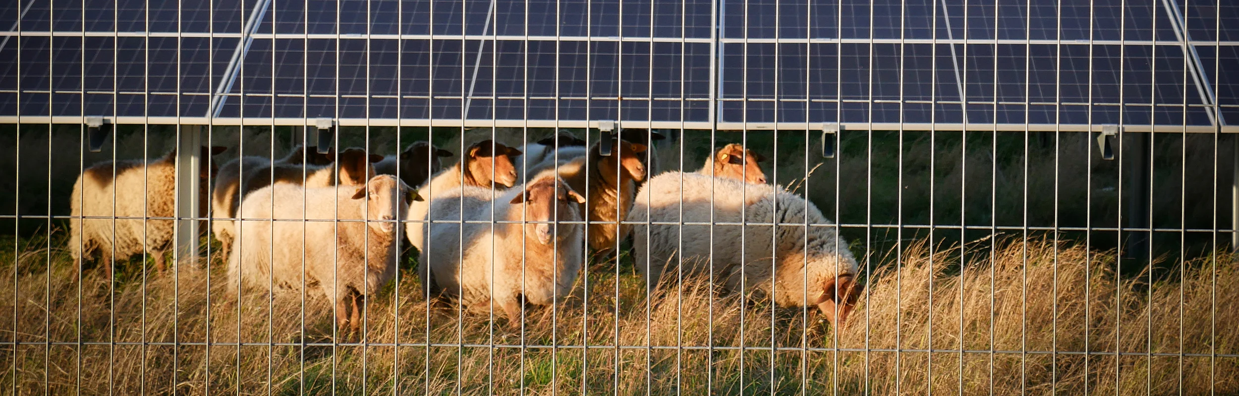 Schafe hinter einem Metallzaun vor einer Reihe von Solarpaneelen auf einer Wiese bei Tageslicht.