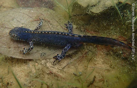 Unterwasseraufnahme eines dunkelblauen Molchs mit hellen Flecken auf sandigem Grund und Blättern.