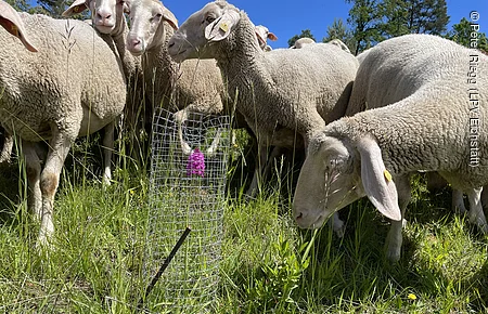Schafe auf einer Wiese mit grünem Gras und einem eingezäunten lila Blütenstand bei blauem Himmel.