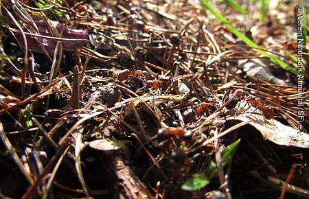 Nahaufnahme von roten Ameisen auf Waldboden mit Nadeln, Blättern und kleinen Pflanzen.
