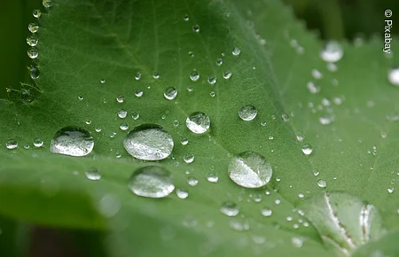 Grüne Blattoberfläche mit zahlreichen Wassertropfen in verschiedenen Größen darauf verteilt.